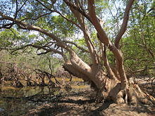 Mature mangrove tree (Avicennia marina) at edge of Lake Be Malae.jpg