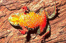 Melanophryniscus cambaraensis.jpg