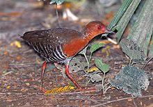 Red-Legged Crake.jpg