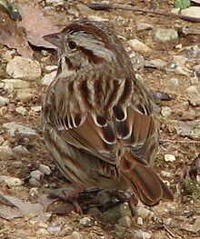 Song Sparrow 0030.jpg