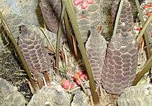 Zamia pumila.jpg