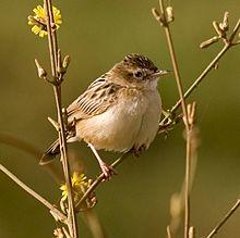 Zitting Cisticola (Cisticola juncidis) 2.jpg