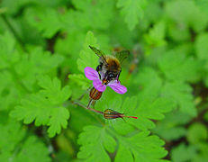 Geranium robertianum.jpg