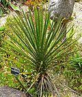 Yucca periculosa 1.jpg