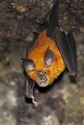 A photograph of a horseshoe bat hanging upside down from a rocky surface, with the photographer below the bat. It has shockingly bright orange fur, and dark gray wings, ears, and nose.
