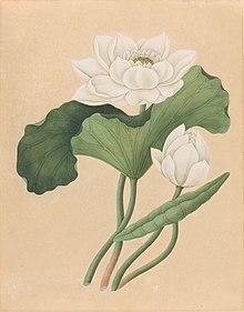 drawing of the east Indian lotus, gouache on oriental paper