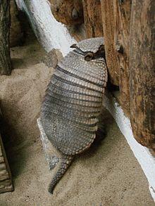 Chaetophractus villosus (Wroclaw zoo).JPG