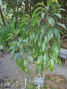 Charpentiera elliptica (Limahuli Garden and Preserve).JPG