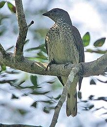 Flickr - Rainbirder - Scaly-throated Honeyguide (Indicator variegatus).jpg