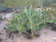 Opuntia-lindheimeri.jpg