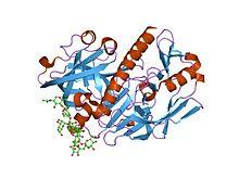 PDB 1dp5 EBI.jpg