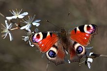 Peacock butterfly (Aglais io) 2.jpg