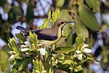 Purple sunbird (Cinnyris asiaticus asiaticus) male non-breeding.jpg