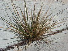 Starr 080603-5593 Lepturus repens.jpg