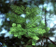 Taxus floridana.jpg