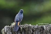 White-bellied redstart (Luscinia phaenicuroides).jpg