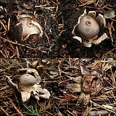 Geastrum coronatum Pers 711777.jpg