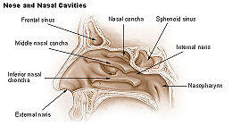 Illu nose nasal cavities.jpg