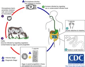 Taenia saginata LifeCycle.gif