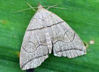 Herminia grisealis01.jpg