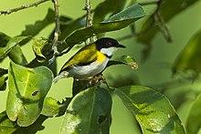 Black-capped Apalis - Ghana S4E1344 (16709329573).jpg