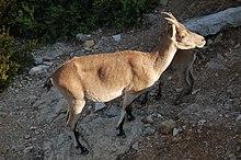 CapraPyrenaicaHispanicaMontCaro.JPG
