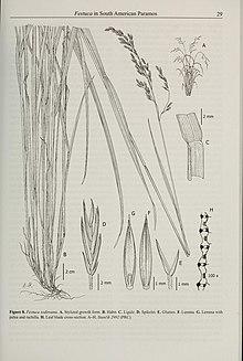 Contributions from the United States National Herbarium (2008) (14783324285).jpg