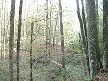 Fagus grandifolia subsp. mexicana en Zacualtipan, Hgo. Mex..JPG