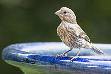 House Finch, Stratham, NH.jpg