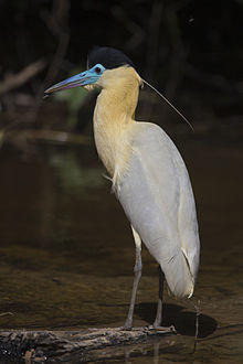 Kappenreiher Pilherodius pileatus.jpg