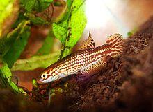 Leptolebias aureoguttatus.jpg