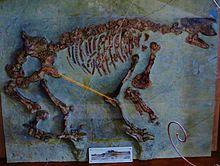 Macrotherium sansaniense composite skeleton.JPG