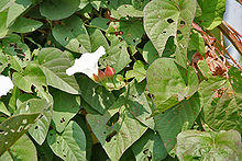 Operculina turpethum (Nisottar) in Kawal, AP W IMG 2211.jpg