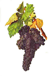 Tempranillo Viala et Vermorel.jpg