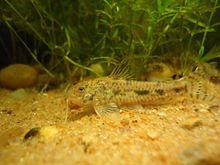 Aspidoras fuscoguttatus.jpg