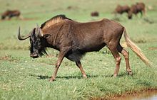 Black wildebeest, or white-tailed gnu, Connochaetes gnou at Krugersdorp Game Reserve, Gauteng, South Africa (30570451563).jpg