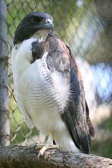 Buteo albicaudatus -Salvador Zoo, Ondina, Salvador, Bahia, Brasil-8a.jpg