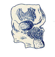 Compsosuchus solus.jpg