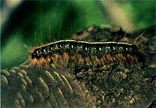 Eastern tent caterpillar on bark - single - USFS.jpg