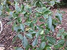 Gardenology.org-IMG 2573 ucla09.jpg