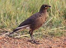 Lamprotornis bicolor -Rietvlei Nature Reserve, Pretoria, South Africa -adult-8.jpg