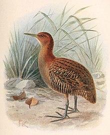 Lewinia muelleri.jpg
