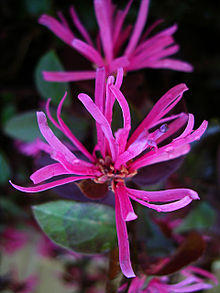 Loropetalum-chinensis-rubrum.jpg