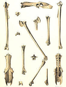 Mascarene Coot.jpg