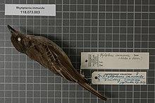 Naturalis Biodiversity Center - RMNH.AVES.28330 1 - Rhytipterna immunda (Sclater and Salvin, 1873) - Tyrannidae - bird skin specimen.jpeg