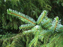 Picea omorika1.jpg