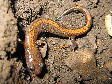 Plethodon dorsalis.jpg