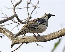 Spotted Quail-thrush (Cinclosoma punctatum).jpg