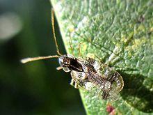 Stephanitis takeyai (Tingidae sp.), Mook, the Netherlands - 2.jpg
