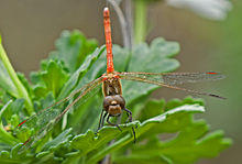 Sympetrum nigrifemur, Canary Islands.jpg